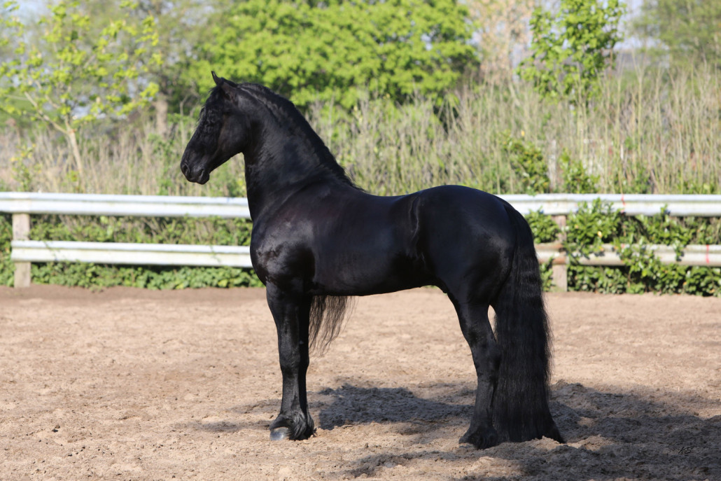 Friesian Connection stallion Tjaarda 483 - 01