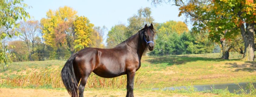 Friesian Connection mare Froukje for sale