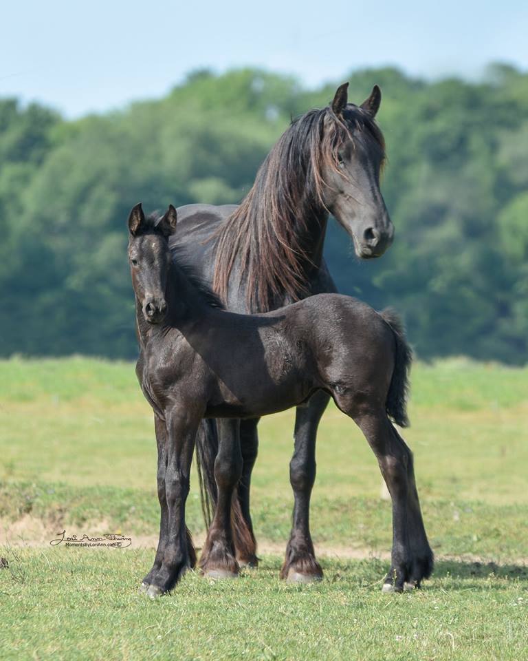2017 filly emma the