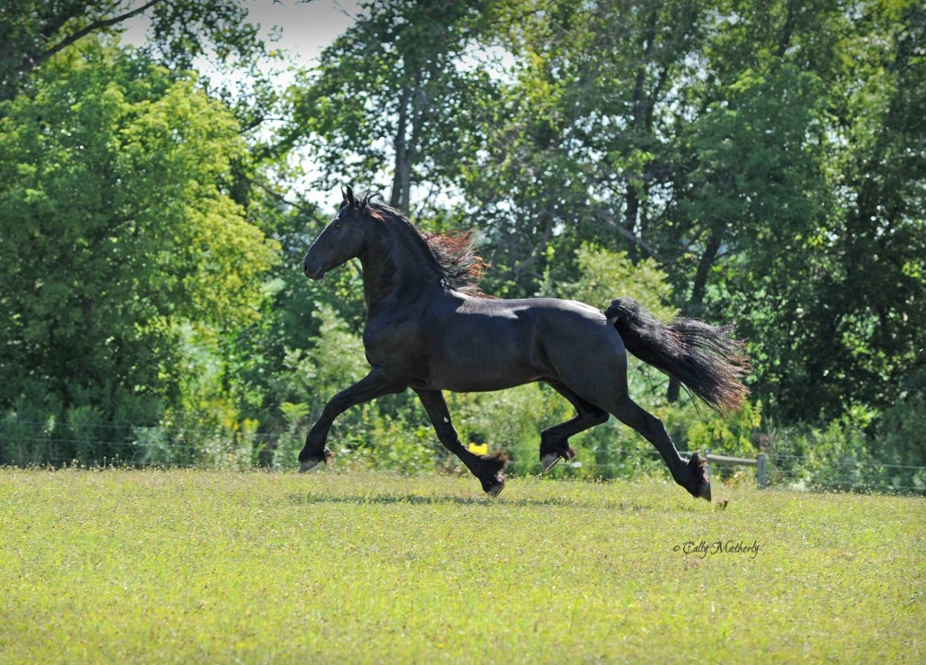 The Friesian Connection