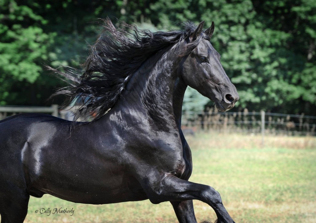 The Friesian Connection