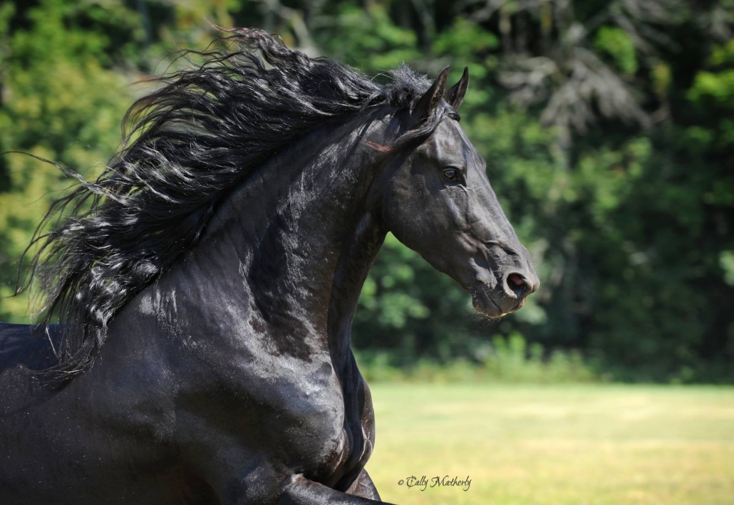 The Friesian Connection