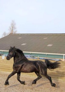 The Friesian Connection