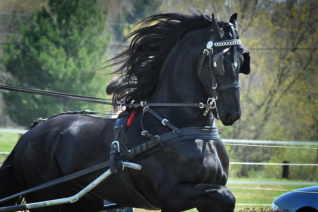 The Friesian Connection