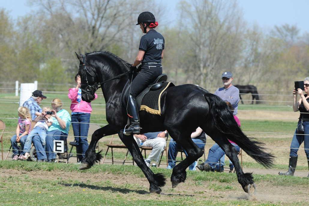 The Friesian Connection