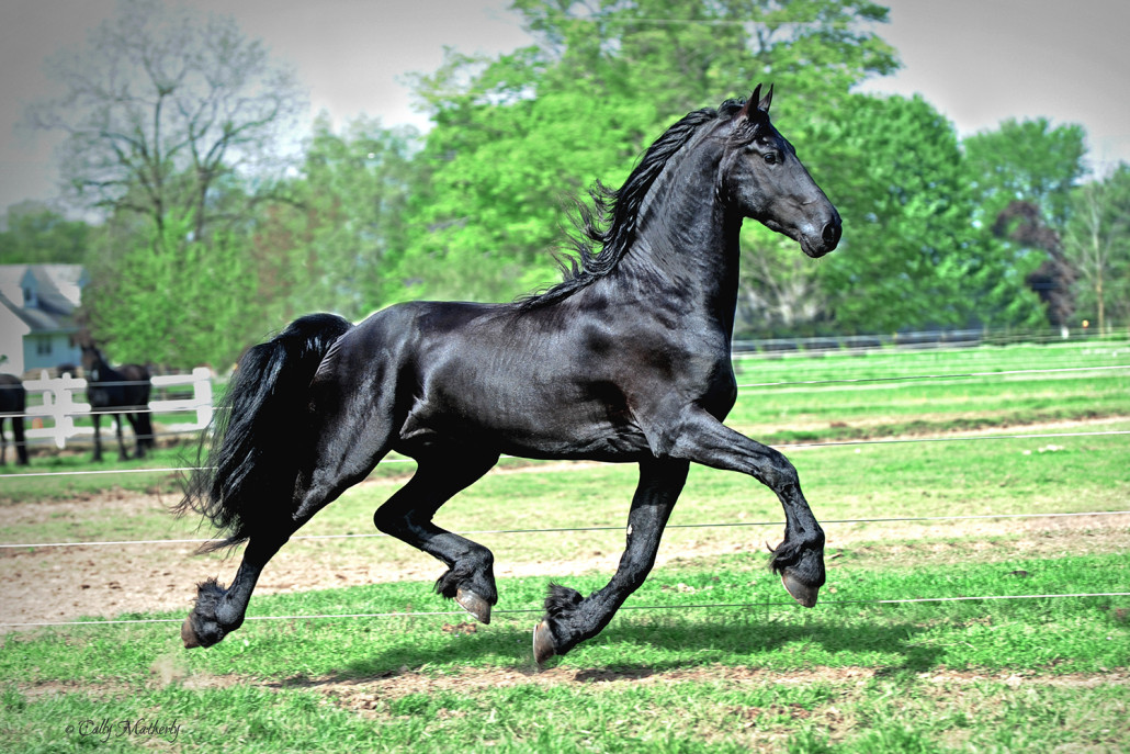 The Friesian Connection