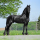 The Friesian Connection