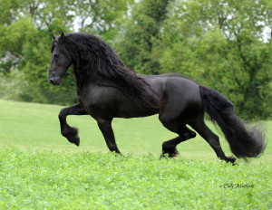 The Friesian Connection