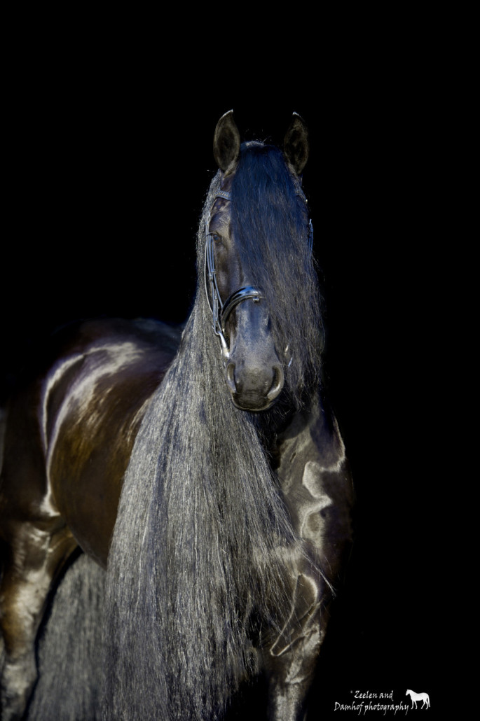 Friesian Connection stallion Tjaarda 483 - 02