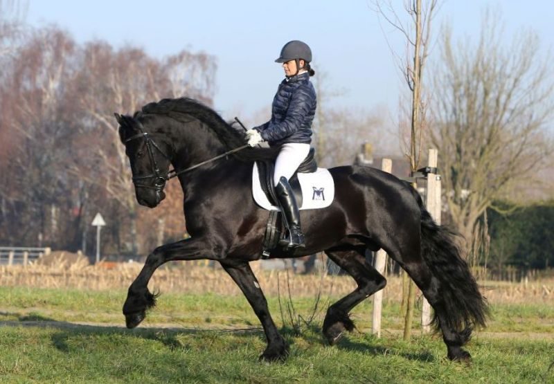 Hessel 480 and Gemma Sas, Friesian breeding stallion