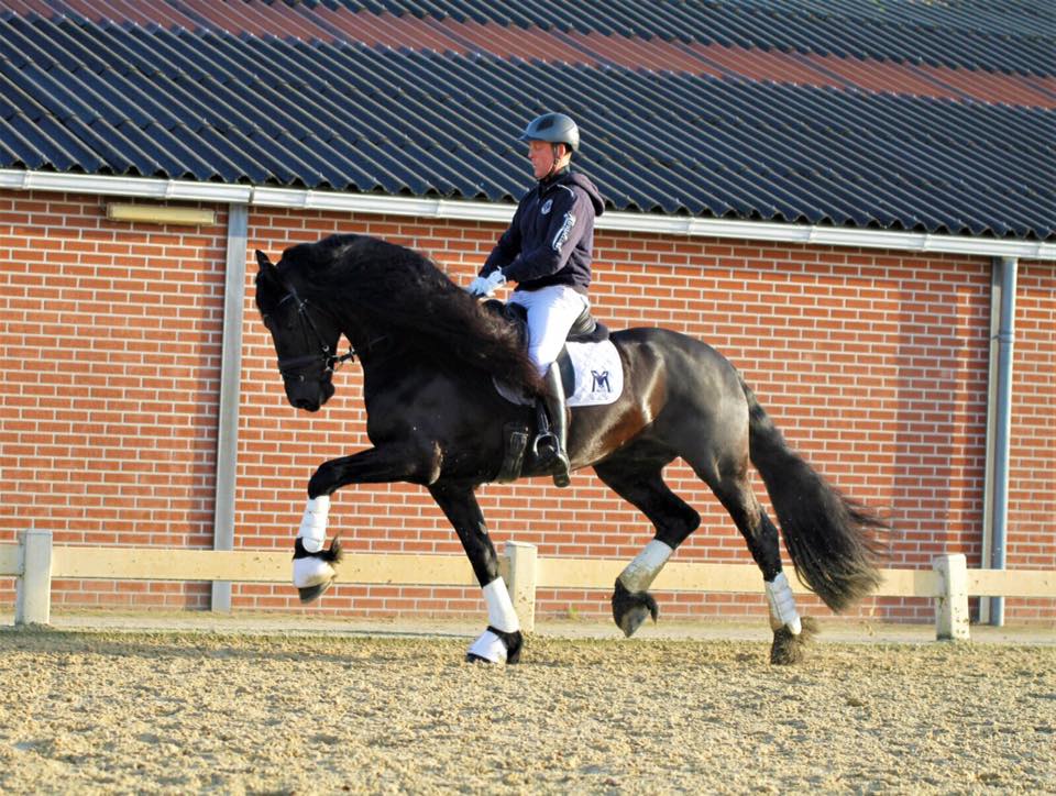 Hessel 480 with rider Chris Epskamp, Friesian breeding stallion