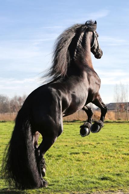 Friesian Connection stallion Hessel 480 rearing