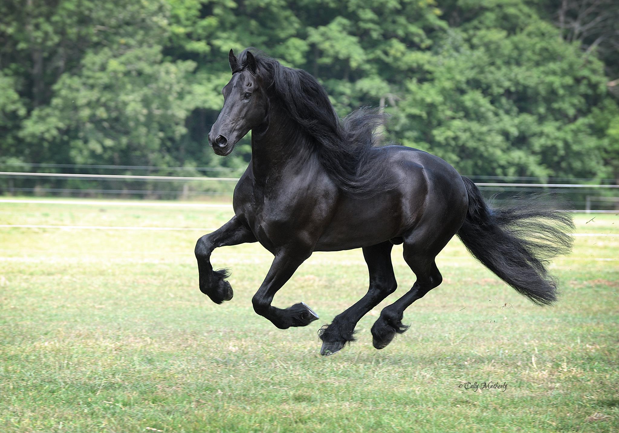 Hessel 480 Sport | The Friesian Connection