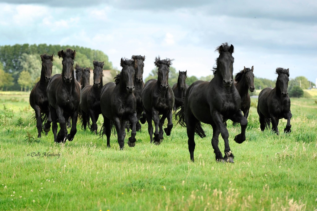 Friesian Connection