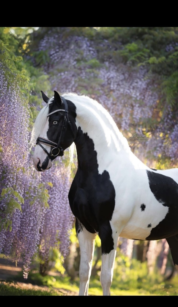 image0 (1) Imperium BP97